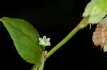 Climbing false buckwheat